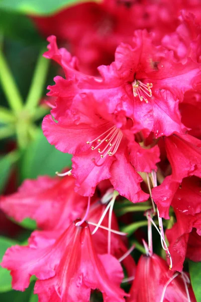 Hermosas Flores Azalea Rosa Brillante —  Fotos de Stock