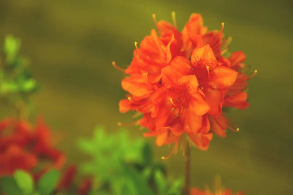 Piękny Oranż Azalea Kwiaty Otacza Zielone Liście — Zdjęcie stockowe