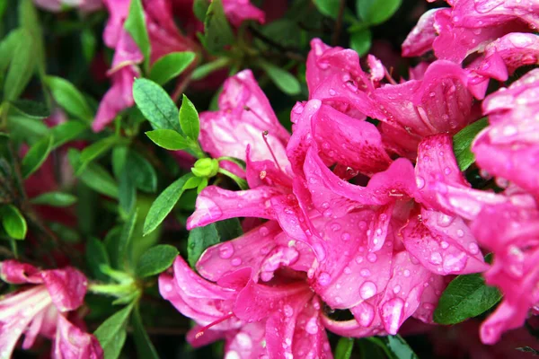 Krásné Jasně Růžové Azalky Květiny — Stock fotografie