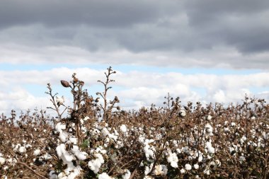 Queensland, Avustralya 'da pamuk tarlasına yakın.