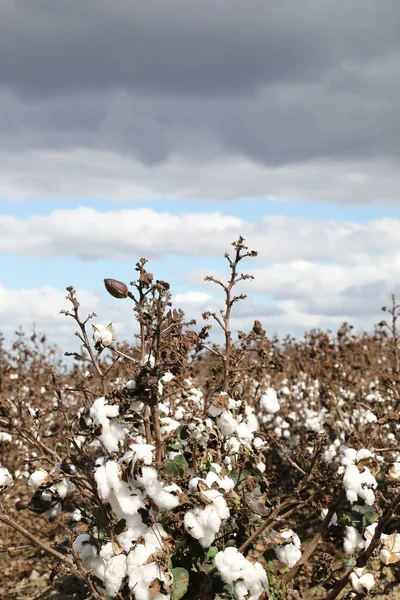 Closeup of a field of cotton bushes crops in Queensland, Australia