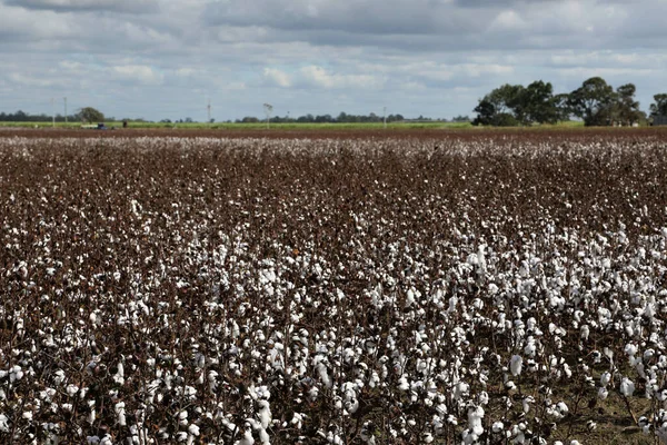 Closeup of a field of cotton bushes crops in Queensland, Australia