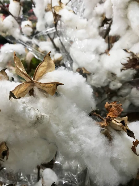 Closeup Field Cotton Bushes Crops Queensland Australia — Stock Photo, Image