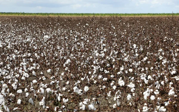 Closeup Field Cotton Bushes Crops Queensland Australia — Stock Photo, Image