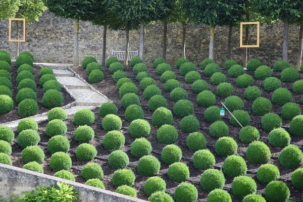 Zahrady Zámeckém Areálu Amboise Loire Valley Francie Úžasnými Topiary Keřů — Stock fotografie