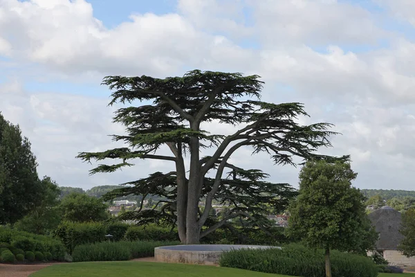 Haver Slottsplassen Amboise Loire Valley Frankrike Med Fantastiske Busker Hekker – stockfoto