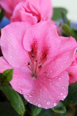 Su damlacıkları ile güzel pembe azelea çiçeğine yakın çekim