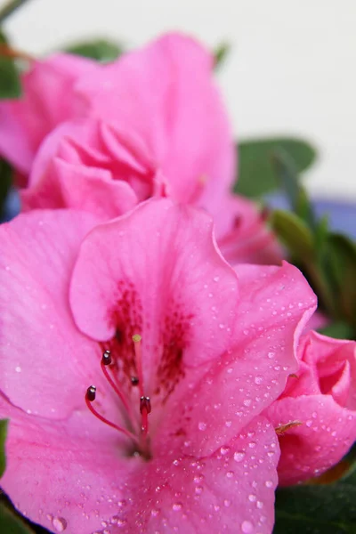 Detailní Záběr Krásné Růžové Azelea Květiny Kapkami Vody — Stock fotografie