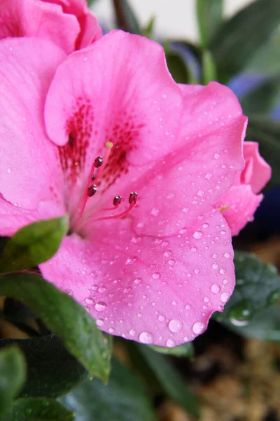 Detailní Záběr Krásné Růžové Azelea Květiny Kapkami Vody — Stock fotografie