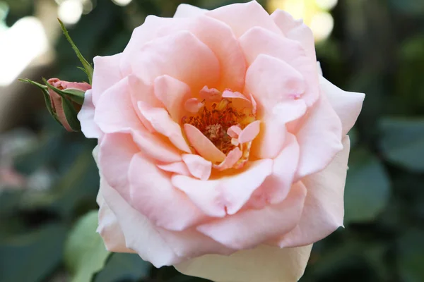 Detailní Záběr Velkou Světle Růžovou Růži Obklopenou Listy Zahradním Prostředí — Stock fotografie
