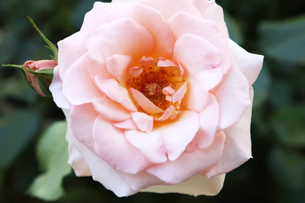 Nahaufnahme Einer Großen Blassrosa Rose Umgeben Von Blättern Garten — Stockfoto