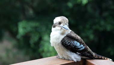 Doğal çalılıklarda ünlü bir Avustralya Kookaburra kuşunun yakın çekimi.