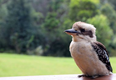 Doğal çalılıklarda ünlü bir Avustralya Kookaburra kuşunun yakın çekimi.