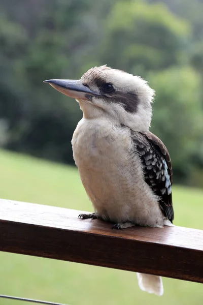 Zbliżenie Sławnego Australijskiego Ptaka Kookaburra Naturalnym Buszu Ustawienie — Zdjęcie stockowe