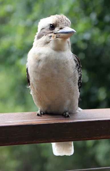 Doğal Çalılıklarda Ünlü Bir Avustralya Kookaburra Kuşunun Yakın Çekimi — Stok fotoğraf