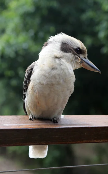 Doğal Çalılıklarda Ünlü Bir Avustralya Kookaburra Kuşunun Yakın Çekimi — Stok fotoğraf