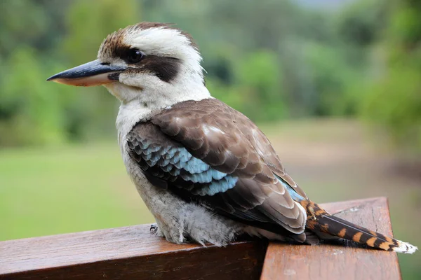 Closeup Famous Australian Kookaburra Bird Natural Bush Setting — Stock Photo, Image