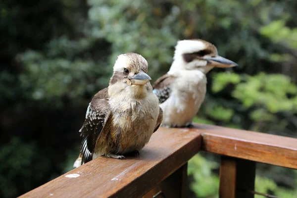 Gros Plan Célèbre Oiseau Kookaburra Australien Dans Écrin Naturel — Photo