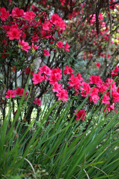 Gyönyörű Kijelző Élénk Rózsaszín Azelea Virágok Kerti Környezetben — Stock Fotó