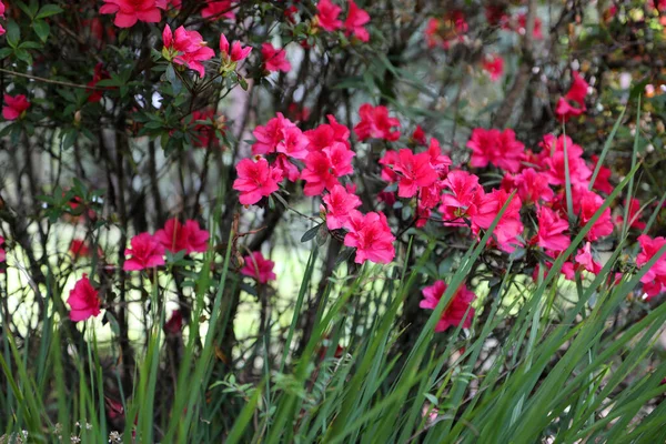 Krásné Zobrazení Jasně Růžové Azelea Květiny Zahradním Prostředí — Stock fotografie