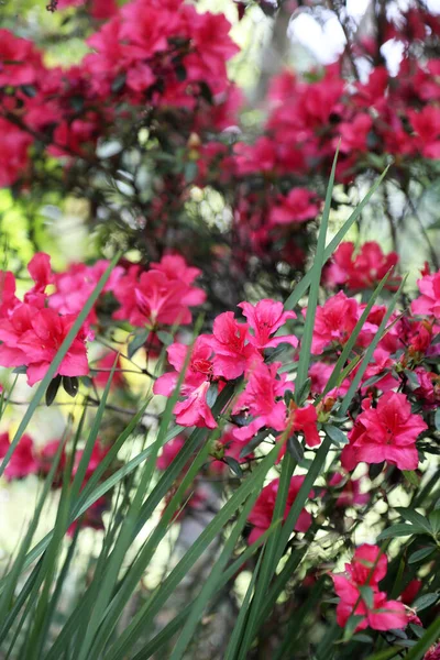 Krásné Zobrazení Jasně Růžové Azelea Květiny Zahradním Prostředí — Stock fotografie