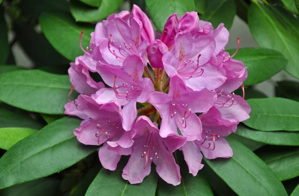 満開の美しいピンクのロドデンドロンの花 — ストック写真
