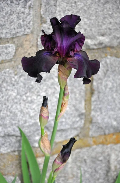 Bela Flor Íris Púrpura Escura Flor Pico — Fotografia de Stock