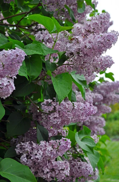 Beautiful Purple Spring Lilacs Peak Bloom Stock Image