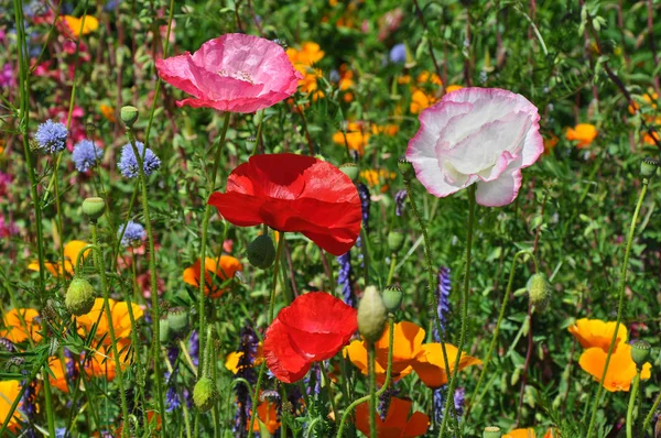 Amapolas Coloridas Otras Flores Primavera — Foto de Stock