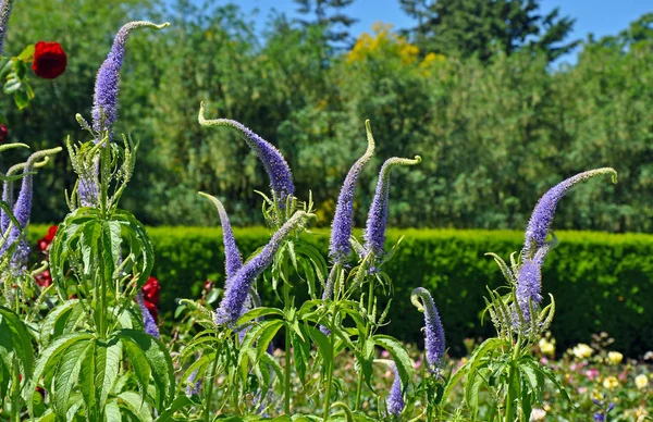 Purple Gooseneck Flowers Spring Garden — Stock Photo, Image