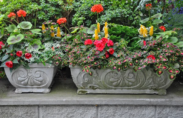 Decoratieve Stenen Bloem Plantenbakken Gevuld Met Geraniums — Stockfoto