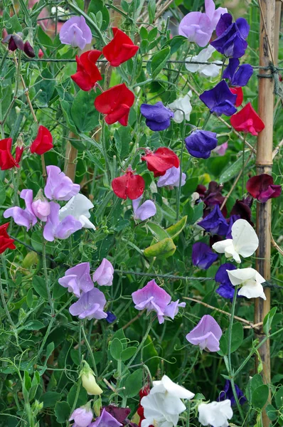 Colorido Jardín Flores Guisante Dulce — Foto de Stock