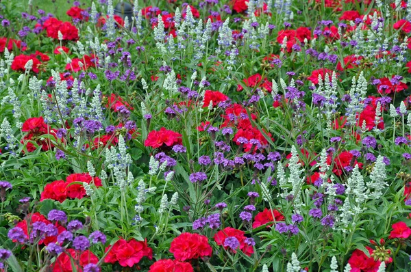 Цветной Летний Сад Бегониями — стоковое фото