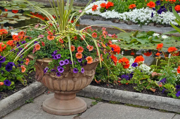 Decorative petunia planter — Stock Photo, Image