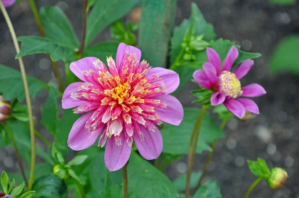 Δύο Όμορφα Μωβ Ντάλια Λουλούδια Πράσινο Φυλλώδη Φόντο — Φωτογραφία Αρχείου