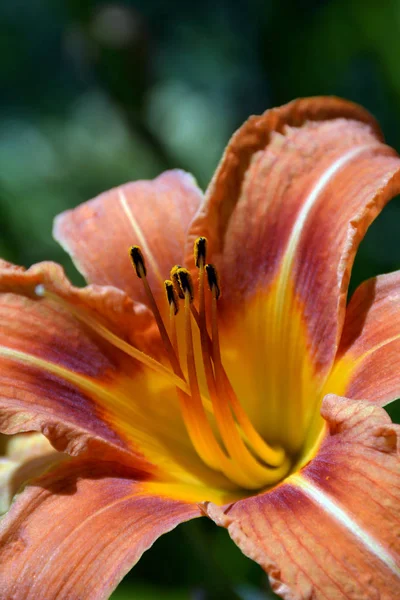 Sluiten Van Van Mooie Oranje Gele Lelie Bloem — Stockfoto