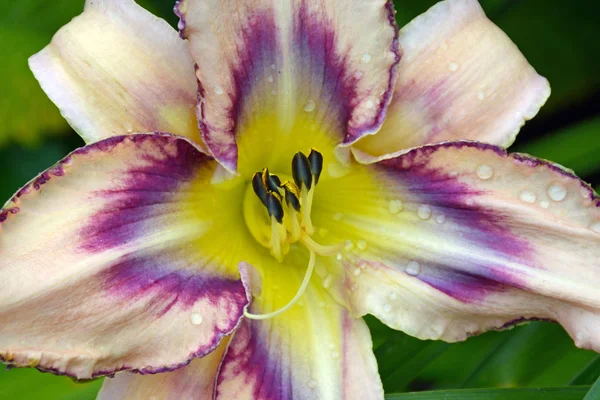 Primer Plano Hermosa Flor Lirio Púrpura Blanca — Foto de Stock