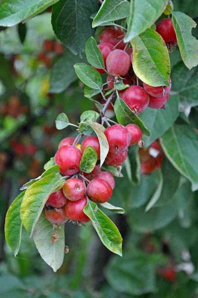 Маленькі Червоні Крабові Яблука Восени Готові Збирання — стокове фото