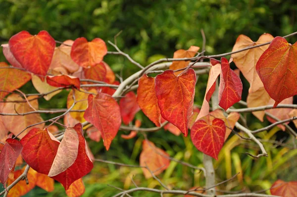 Gyönyörű Narancssárga Őszi Levelek Fióktelep — Stock Fotó
