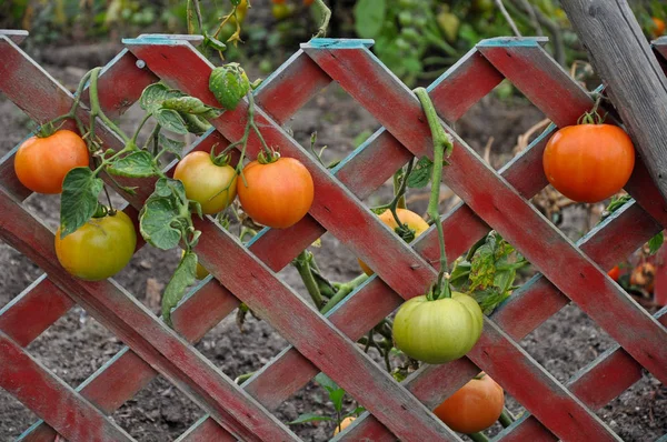 Red Green Tomatoes Growing Fence Ready Harvest — Stock Photo, Image