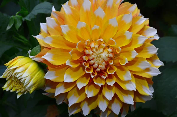 Close Van Mooie Witte Gele Dahlia Bloem — Stockfoto