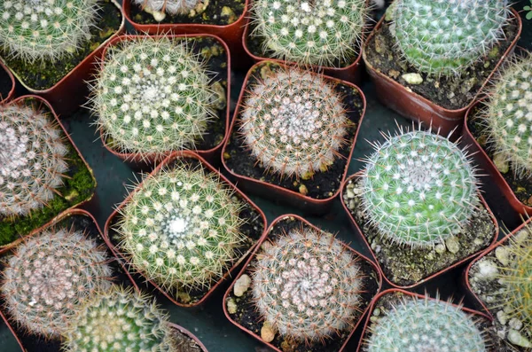 Lilla Kaktus Växter Krukor — Stockfoto