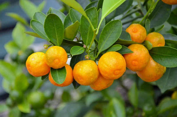 Branch Filled Little Japanese Oranges — Stock Photo, Image