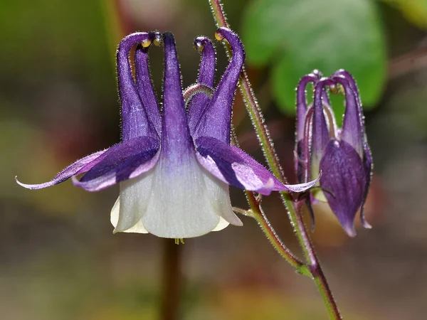Lovely Purple White Columbine Flower — Stock Photo, Image