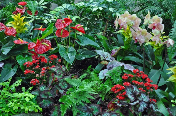 Colorful Tropical Garden Filled Ferns Flowers — Φωτογραφία Αρχείου