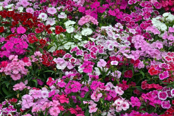 Schöne Rosa Und Rote Nelkenblüten — Stockfoto