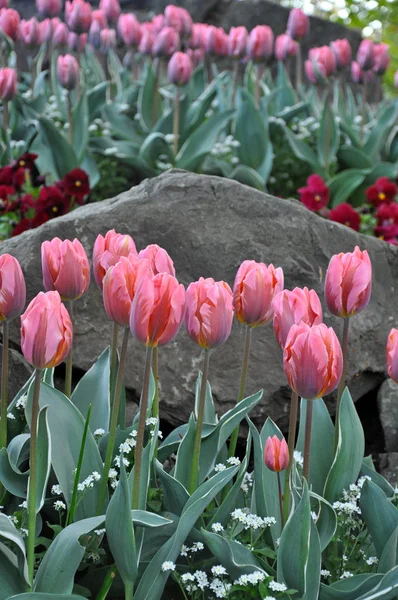 Rosa primavera tulipán belleza —  Fotos de Stock