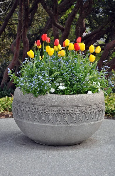 Spring tulips planter — Stock Photo, Image