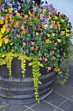 Çiçek varil çiçekleyici