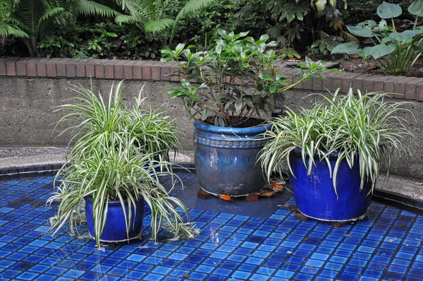 Three blue planters — Stock Photo, Image